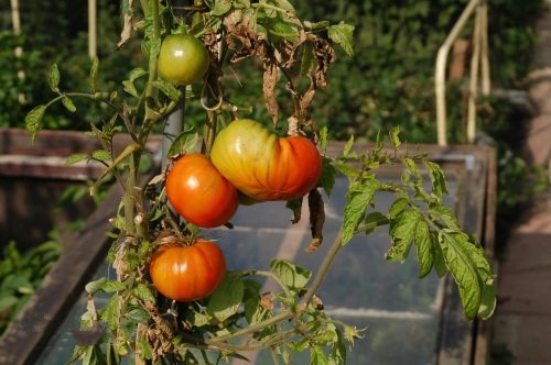 用智慧農(nóng)業(yè)物聯(lián)網(wǎng)的模式種植西紅柿